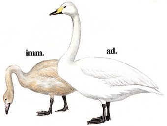 大天鹅 Whooper Swan