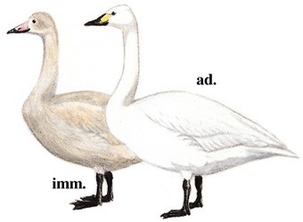 小天鹅 Whistling Swan