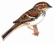 小鹀 Little Bunting 小鹀 Little Bunting