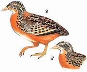 黄脚三趾鹑 Yellow-legged Buttonquail 黄脚三趾鹑 Yellow-legged Buttonquail