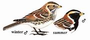 铁爪鹀 Lapland Longspur 铁爪鹀 Lapland Longspur