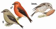 红交嘴雀 Red Crossbill 红交嘴雀 Red Crossbill