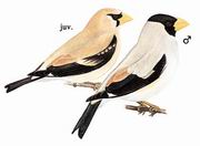 黑头蜡嘴雀 Japanese Grosbeak 黑头蜡嘴雀 Japanese Grosbeak