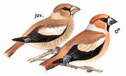 锡嘴雀 Hawfinch 锡嘴雀 Hawfinch