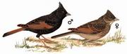 凤头鹀 Crested Bunting 凤头鹀 Crested Bunting