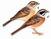 三道眉草鹀 Meadow Bunting 三道眉草鹀 Meadow Bunting